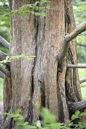 《鹅鸭杀》服务器遭到攻击 官方宣布将停服维护